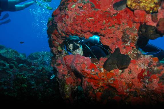 Corais durante mergulho no Buraco das Cabras, em Fernando de Noronha - PE (foto de Mateus Harfush - Ciliares)